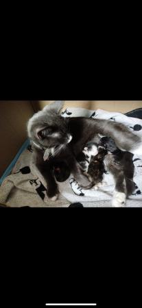 Image 10 of Beautiful kittens for sale