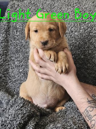 Image 10 of READY TO LEAVE NOW -chunky golden/ fox red labradors puppies