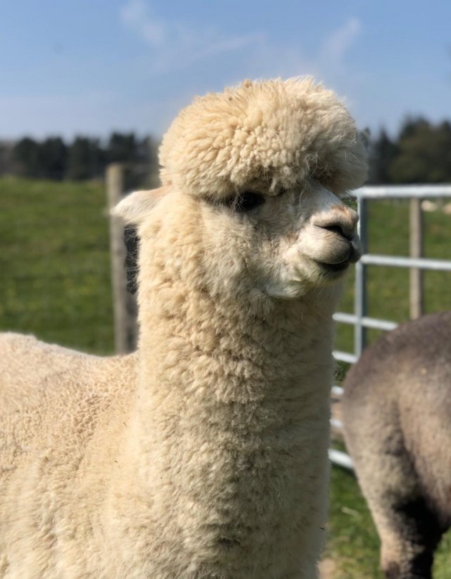 Preview of the first image of BAS registered proven breeding male alpaca, top genetics..