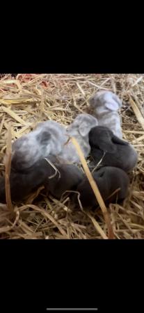 Image 2 of Gorgeous baby lop ear bunnies looking for homes