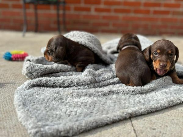 Image 13 of Quality Chocolate miniature dachshund puppies