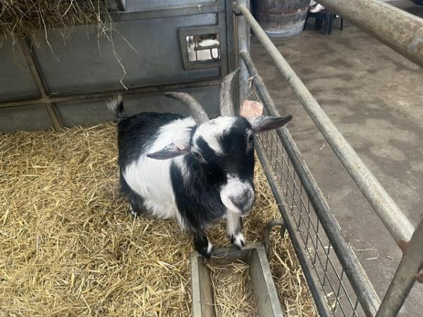 Image 2 of Two female friendly pygmy goats