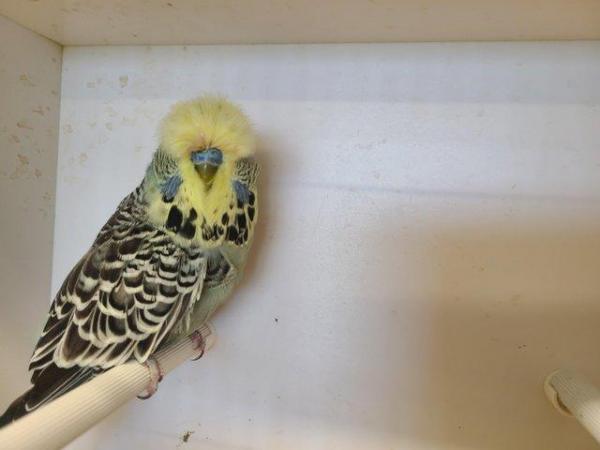 Image 3 of Exhibition budgerigars for sale