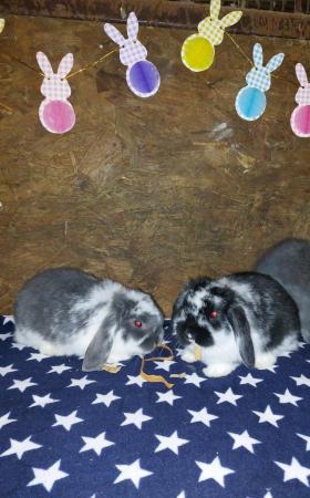 Image 3 of ALL SOLD Beautiful mini lop babies for sale
