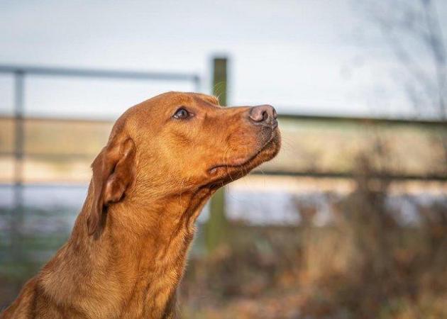 Image 4 of Stunning Fox Red LabradorStud KC reg and clear health test