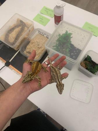 Image 4 of 2 Striped Gargoyle Geckos and Terrarium for Sale