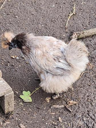 Image 6 of Silkie Bantam hens various colours