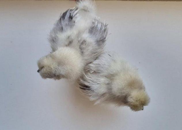 Image 5 of Gorgeous bearded silkie chickens & hatching eggs