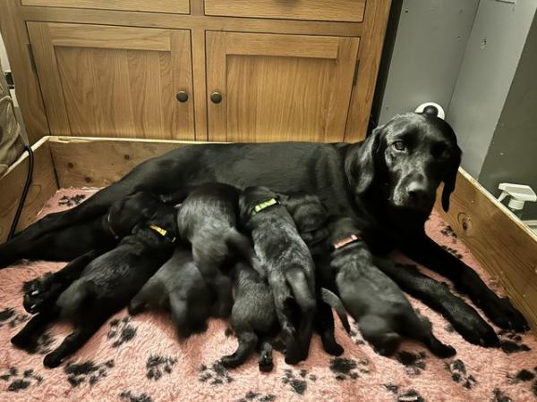 Image 5 of Kc registered Labrador puppies