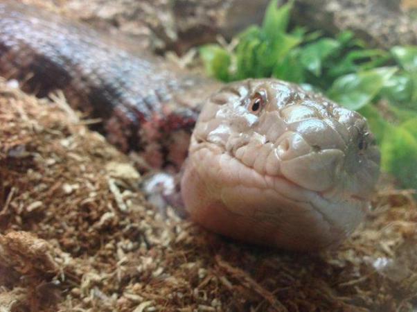 Image 11 of Northern blue tongue skink with enclosure. Collection only.
