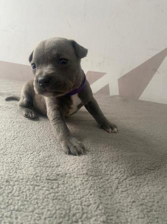 Image 8 of Adorable staffy puppys A