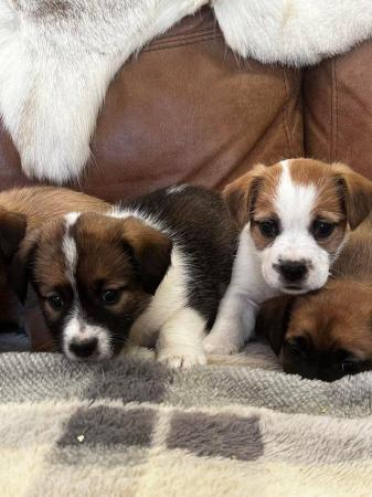 Image 4 of Stunning fluffy Jackrussell puppies