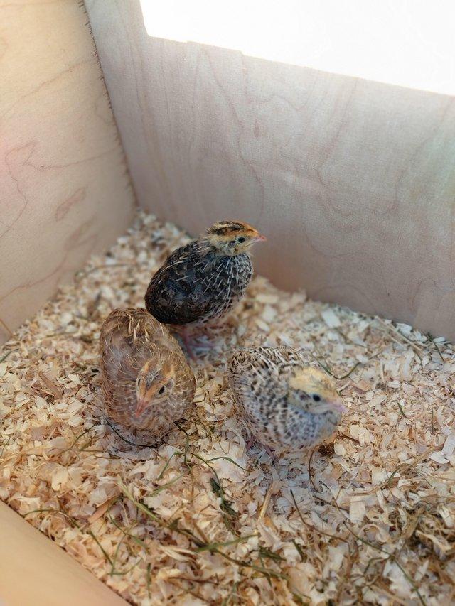 Preview of the first image of 3 japanese quail chicks possible celadon.