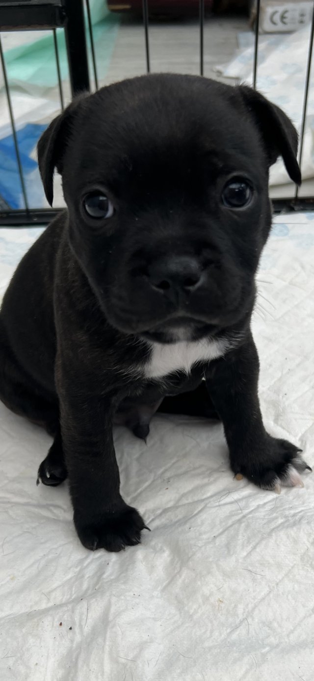 Preview of the first image of Kc reg traditional black/brindle Staffordshire bull pups.