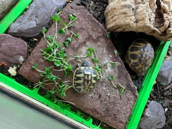 Image 2 of Hatchling Hermann's tortoises