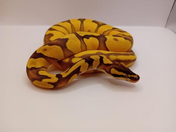 Image 5 of Beautiful Female Ball python for sale!!!