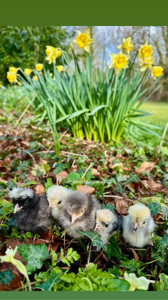 Preview of the first image of Female Chicks in a range of breeds.
