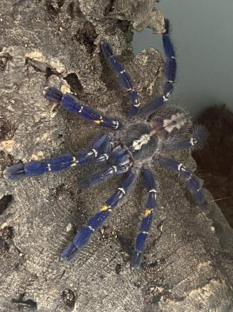 Image 1 of Unsexed Sapphire gooty Poecilotheria metallica with tank