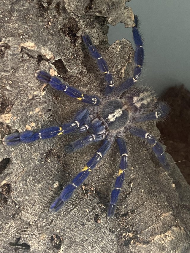 Preview of the first image of Unsexed Sapphire gooty Poecilotheria metallica with tank.