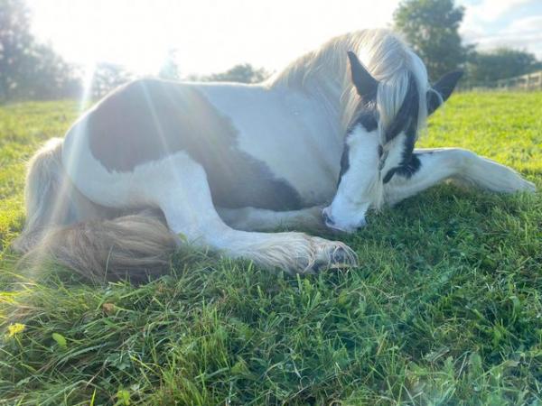 Image 9 of CONFIDENT NOVICE / MOTHER/DAUGHTER SHARE / ALLROUNDER