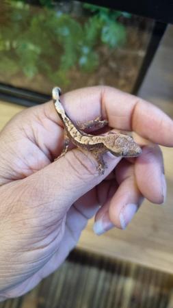 Image 30 of Beautiful Crested Geckos!!! (ONLY 2 LEFT)