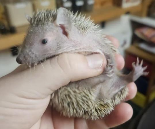 Image 2 of Friendly Lesser Tenrecs available
