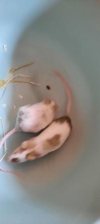 Image 5 of 5 male mice looking for their forever homes ##free
