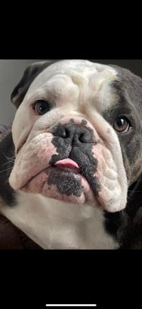 Image 5 of British bulldog, looking for a new home