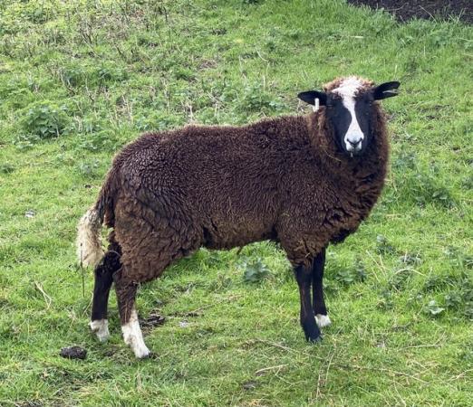 Image 2 of Zwartbles x polled Dorset ewe lambs