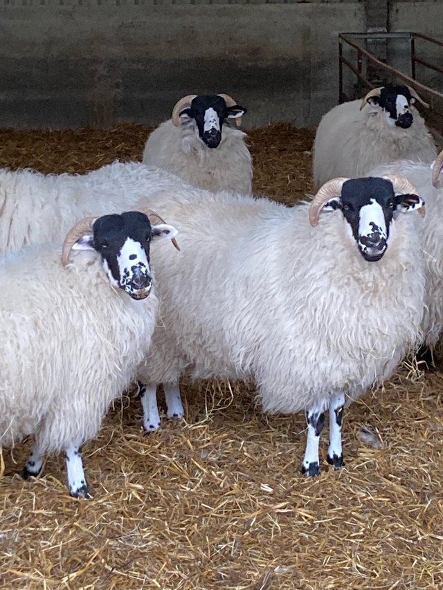 Preview of the first image of Rough Fell Ewe Lambs 12 month old for sale.