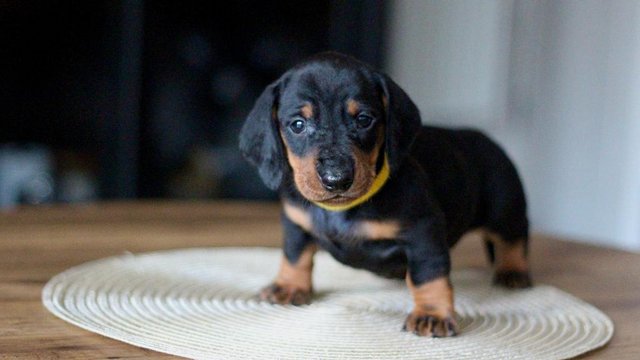 Image 14 of Ready Now only 5 dachshunds left