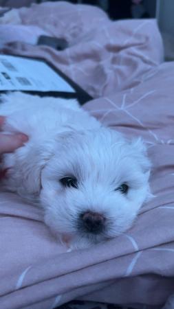 Image 2 of 8 week old vaccinated and microchipped Maltese puppies