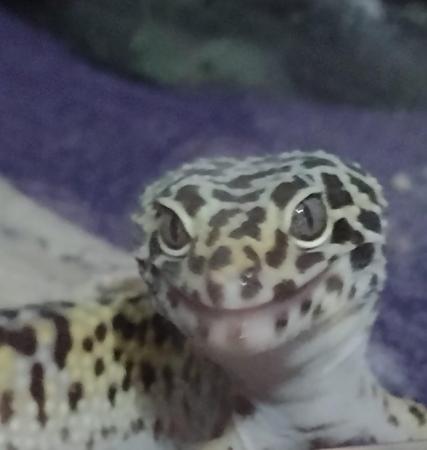 Image 4 of Leopard gecko and the full set up