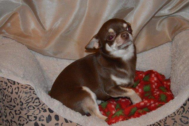 Image 3 of AT STUD Chocolate chihuahua smoothcoat Male dog