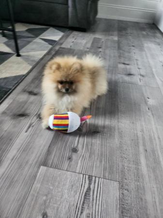 Image 7 of Pomeranian puppy for sale xs.
