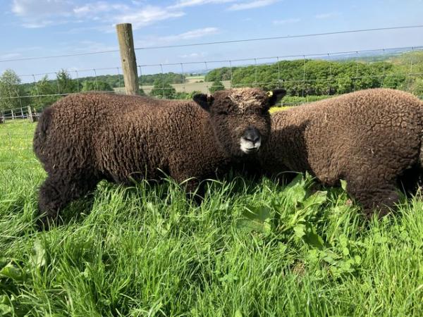 Image 3 of Pedigree Coloured Ryeland Ewe Lambs