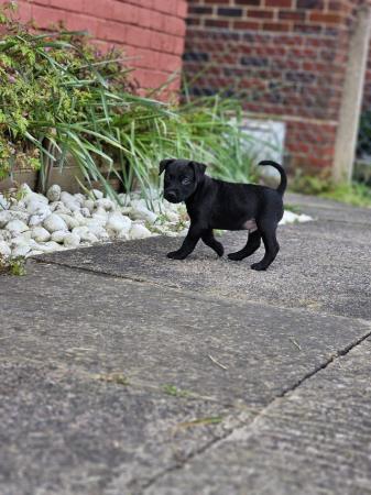 Image 4 of Beautiful Patandale pups for sale will consider offers