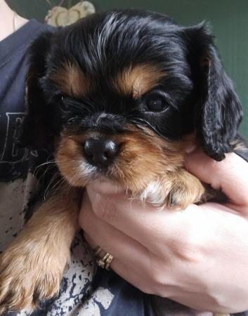 Image 3 of Cavalier King Charles Puppies for sale