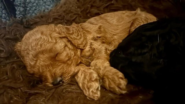 Image 4 of Quality KC Miniature Poodle Puppies