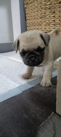 Image 14 of Last boy remaining * Pug puppy ready to leave now