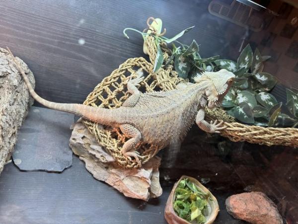 Image 5 of Bearded Dragon with full set up for sale