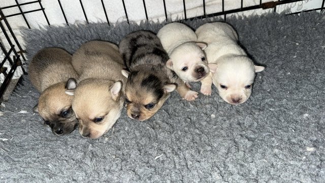 Image 5 of Pomchi puppies 1 Merle boy left!!