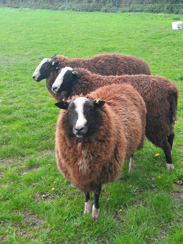 Preview of the first image of " SOLD """"""""""3 ram zwartbles for sale 2023 .....SOLD.