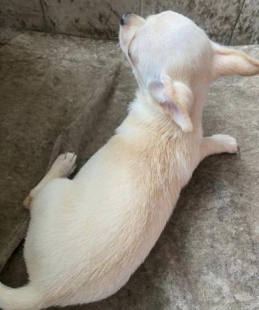 Image 6 of Beautiful white/cream Chihuahua Boy