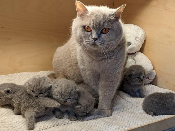 Image 6 of Amazing British Shorthair Blue registered kittens