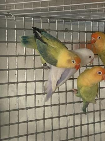 Image 5 of Lovebirds pale fallows and split pale fallows