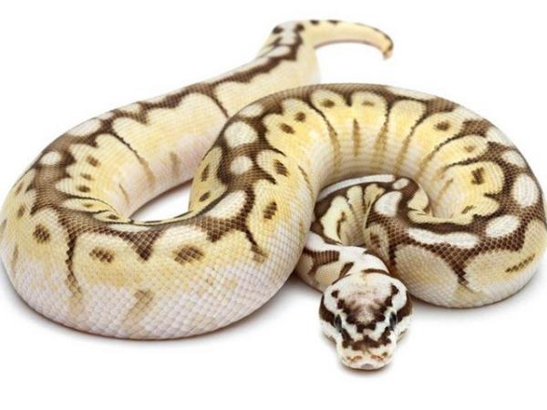 Image 2 of Royal python collection for sale