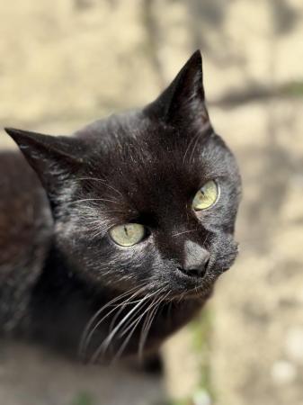 Image 5 of Beautiful female all black cat