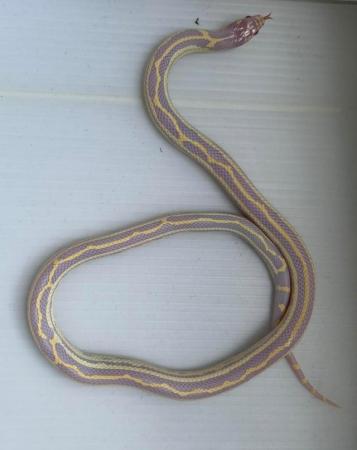 Image 1 of Albino striped female califonia king snake xali kingsnake