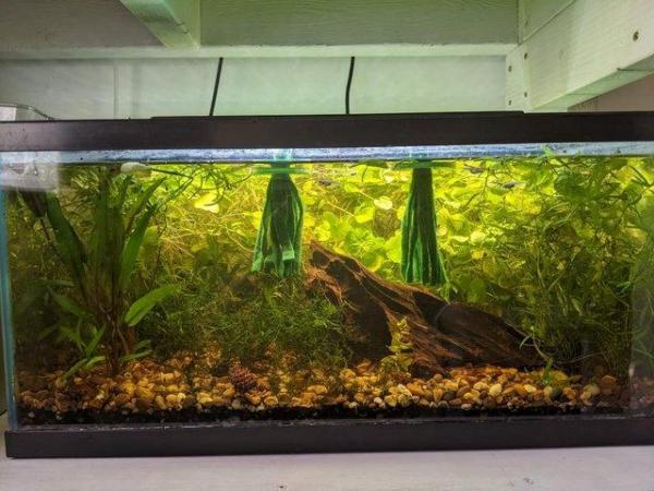 Image 1 of Aquarium Shrimp Fish Tank Plants and Accessories